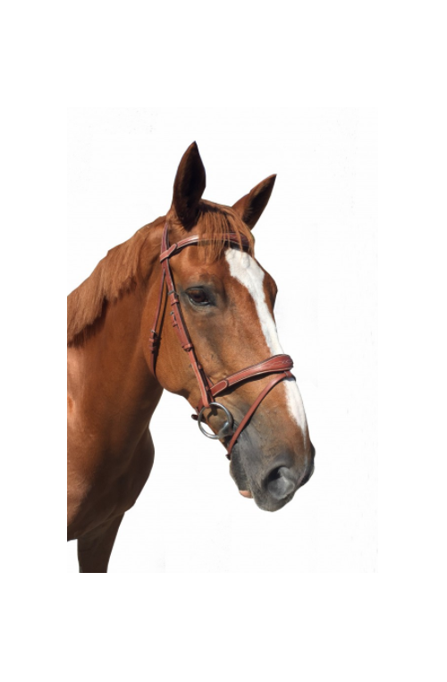 Bridon Fancy Cavaletti