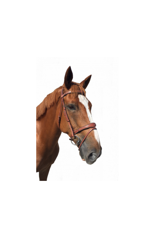 Bridon fancy cavaletti