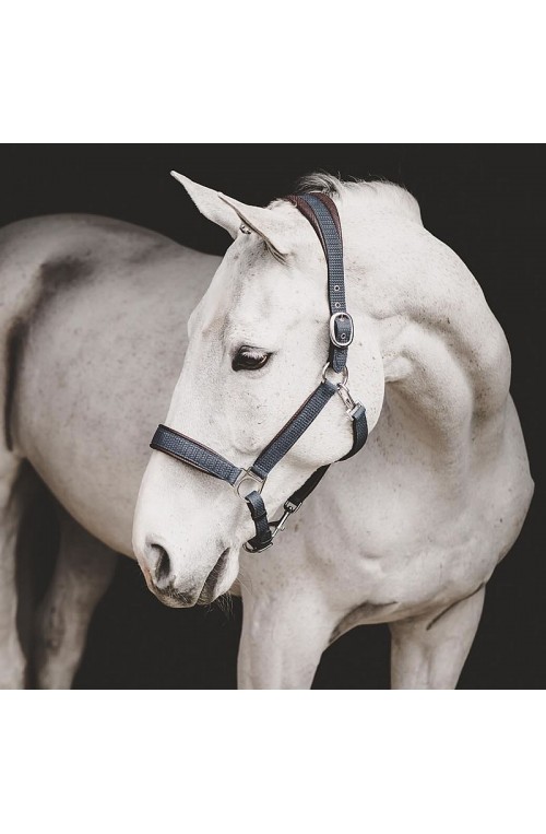 Licol Dyon pour chevaux
