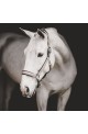 Licol Dyon pour chevaux