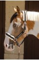 Licol harcour holly bordeaux/cob